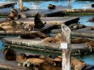 San Francisco - Am Pier 39 - Seelöwen